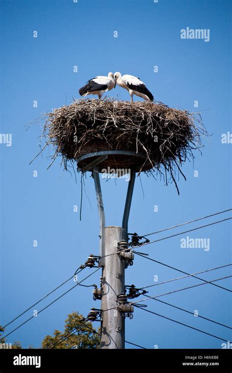 Storks Birds Hi Res Stock Photography And Images Alamy