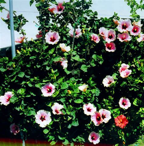 Since the lowest winter temperatures in indiana average minus. Hidden Valley Hibiscus Worldwide ~ Hibiscus Garden in ...