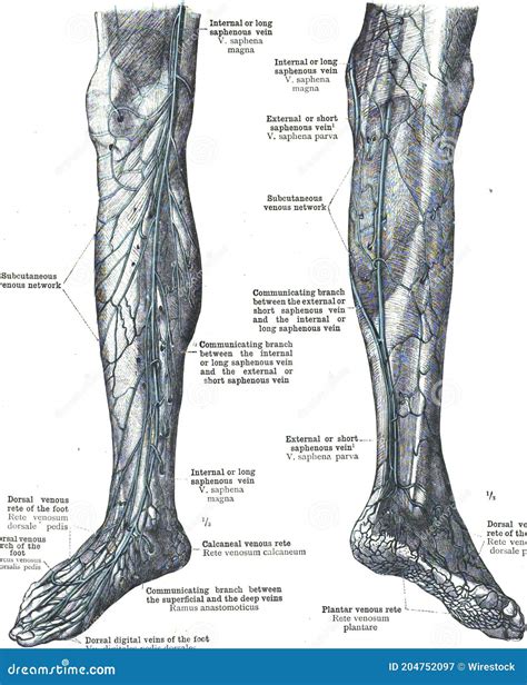 Anatomy Of The Great Saphenous Vein Of The Leg Stock Image Image Of