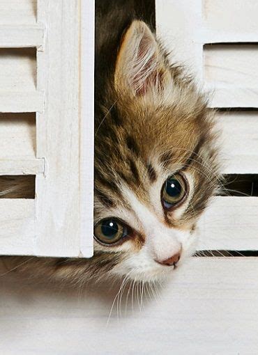 Kitten Peeking Head Out From White Shutters A Bevy Of