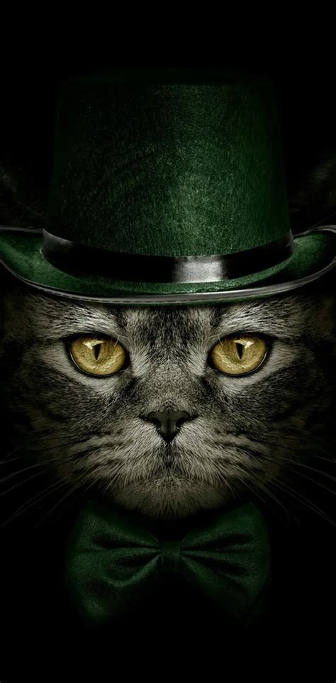 Funny Cat Wallpaper By Georgekev Download On Zedge Cbc3