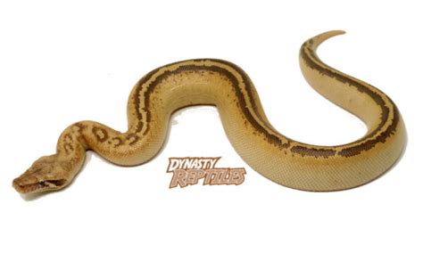 Ivory Blood Python Female Dynasty Reptiles
