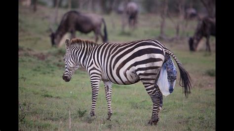 Zebra Giving Birth Youtube