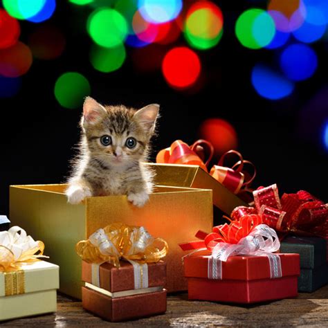 6 Christmas Safety Tips For Cat Owners Catster