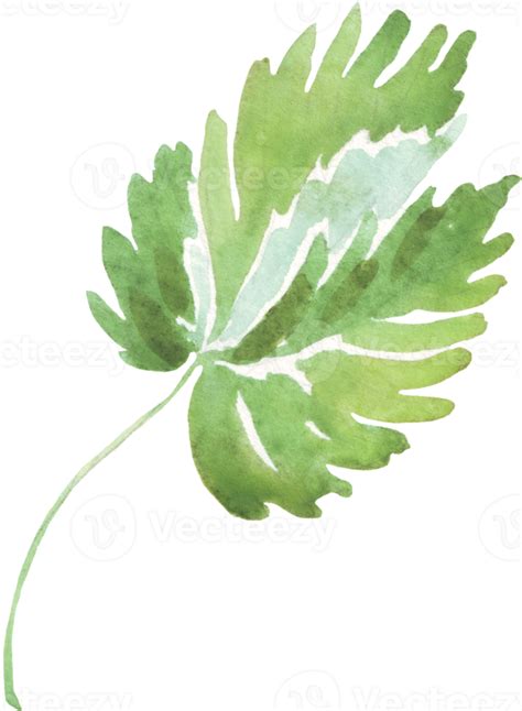 Free Watercolor Leaf Watercolor Clipart 22157023 Png With Transparent