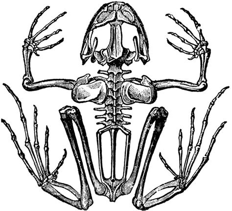 Amphibian Skeleton Zoology Diagram Quizlet