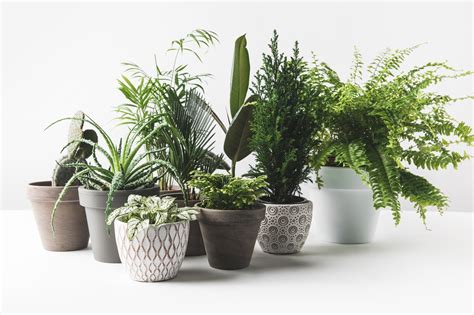 Which Types Of Indoor Plants Should You Grow To Decorate Your Living