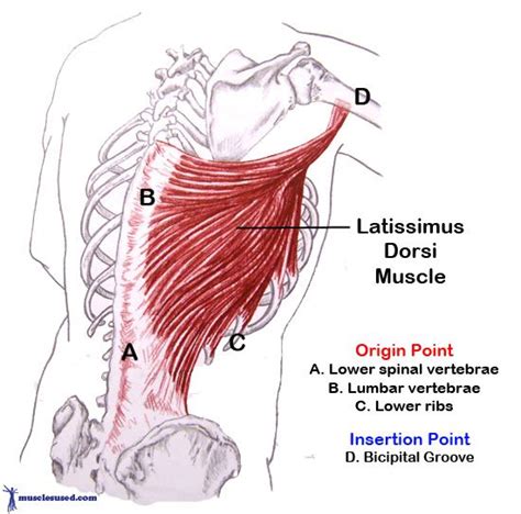 Latissimus Dorsi Medical Anatomy Latissimus Dorsi Muscular System
