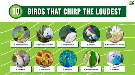 10 Birds That Chirp The Loudest A Z Animals