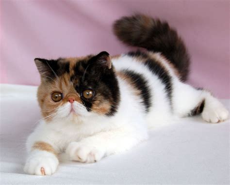 Exotic Shorthair Cat Kittens Facts Personality Price Breeders