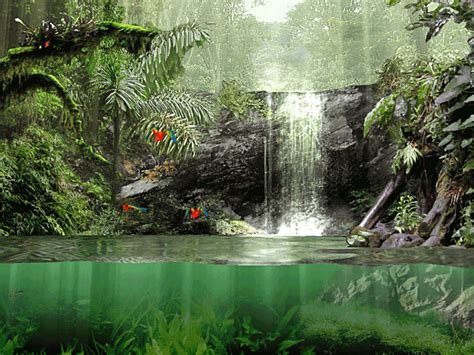 Fascinating Rainforest Screensaver For Windows Screensavers Planet