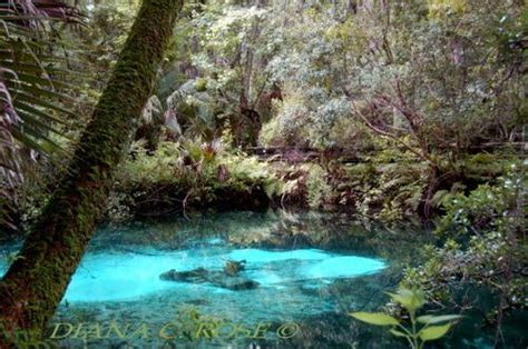Fern Hammock Springs Florida Ocala National Forest Places To Visit