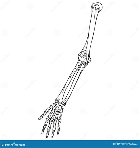 Human Forearm Bones Icons Cartoon Vector 106994073