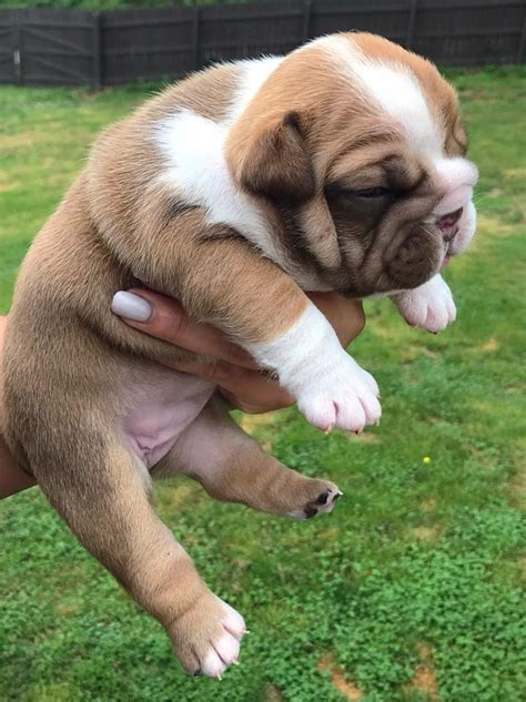 39 Where Can I Find English Bulldog Puppies For Sale Pic