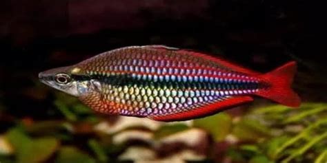 Jenis Jenis Ikan Rainbowfish Dengan Warna Se Indah Pelangi
