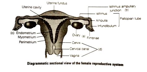 Draw A Neat Diagram Of The Female Reproductive Systen And Label The Pa