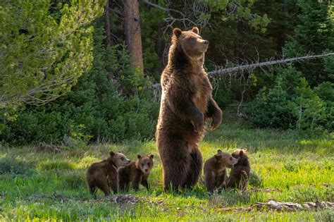 Meet Grizzly Bear 399 And Her Four Cubs The Most Famous Bears In The