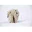 » Pol Awww Bears Adorable Photography Show Polar Bear Family Keeping Warm