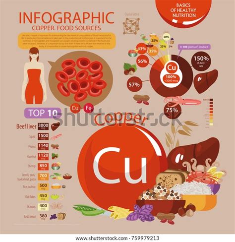Infographics Copper Food Sources Foods Maximum เวกเตอร์สต็อก ปลอดค่า