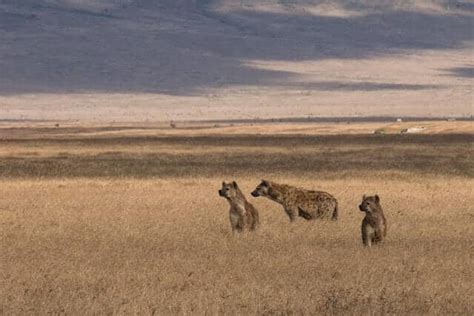 ᐉ Los 10 Mejores Safaris De África Intriper
