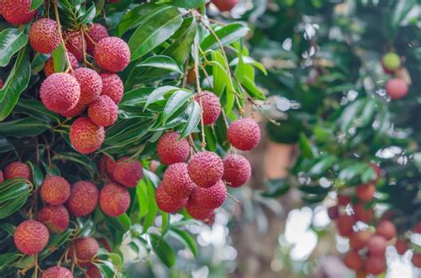 Lychee Tree Care How To Grow Lychee Fruit In The Landscape