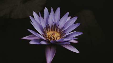 Download Wallpaper 3840x2160 Lotus Flower Purple Bloom