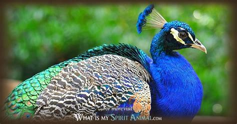 Peacock Symbolism And Meaning Peacock Spirit Totem And Power Animal