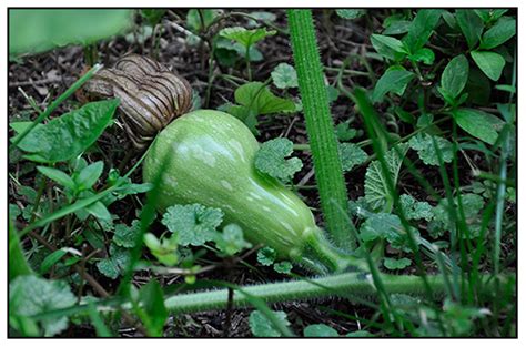 Summer squash grows in a short bush formation and include zucchini, yellow crookneck squash and pattypans. butternut squash growing stages