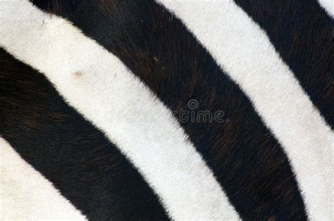 Zebra Stripes Stock Image Image Of Black Pattern Background 15205