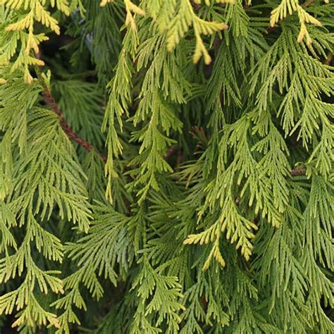 Sunshine Western Arborvitae Red Cedar Grown By Overdevest