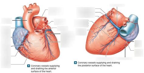 Coronary Circulation Diagram Quizlet