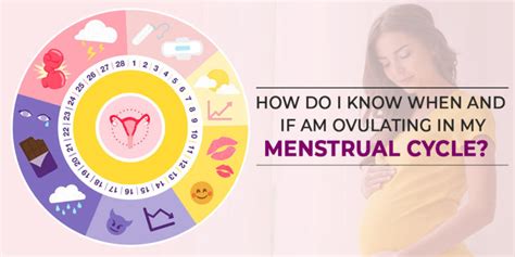 How Do I Know Ovulating In My Menstrual Cycle Zeeva Fertility