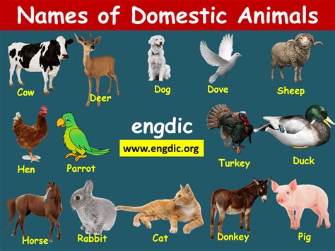 Animal Names Domestic And Wild Animals Pdf Engdic