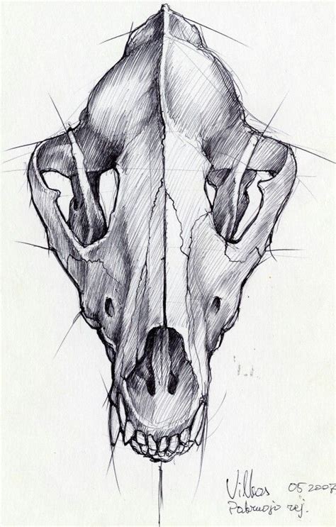 Wolf Skull To Use As Content For Tattoo Wolf Skull Animal Skull