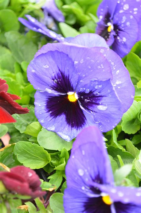 Viola X Wittrockiana Spring Matrix Blue Blotch Pansy From Garden