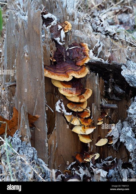 Mushrooms Growing On A Rotted Out Tree Stump Mushroom Colony On Old