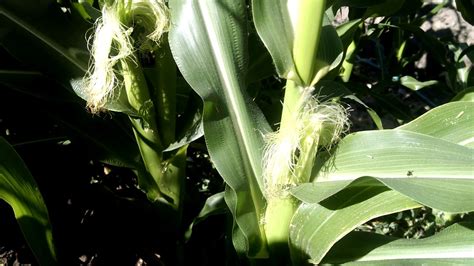 How To Identify Male And Female Corn Blossoms Youtube