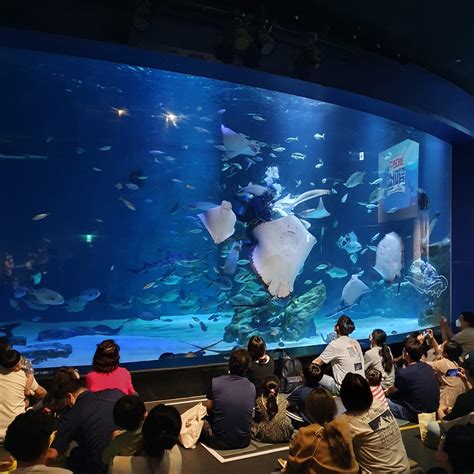 Uncover South Koreas Hidden Aquariums 7 Must Visit Places