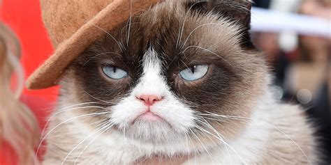 Grumpy Cat Gets Our Vote For Best Dressed Feline At The 2014 Mtv Movie