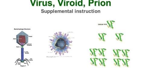 Difference Between Virus And Viroid Is A Absence Of Protein Coat In