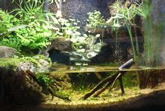 Tiger Salamander Paludarium Ideas In Tiger Salamander