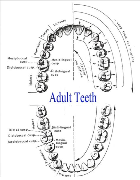 Surfaces Of Teeth Diagram Quizlet