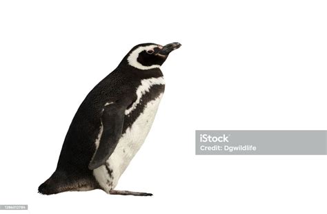Magellán Pingvin Tiszta Fehér Alapon Témájú Stock Fotó Kép Letöltése