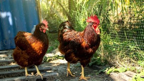 How To Tell A Rooster From A Hen 5 Easy Differences Explained