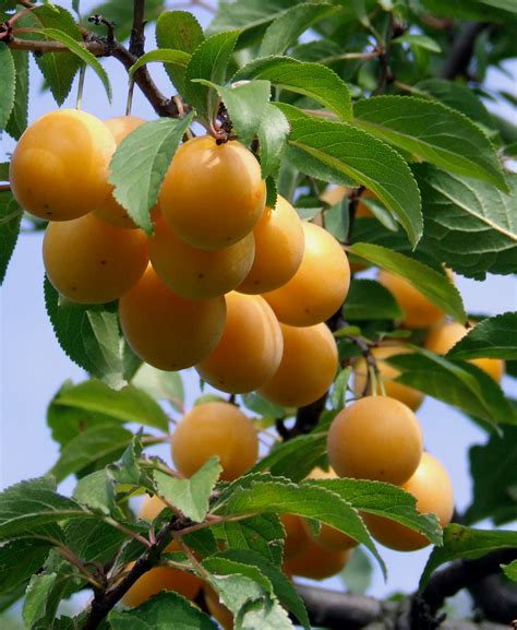 Best Organic Farm And Nursery In Keralaindia Variety Of Exotic Fruits