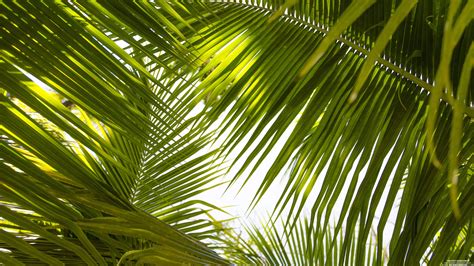 Piczene Palm Leaves Wallpaper Desktop