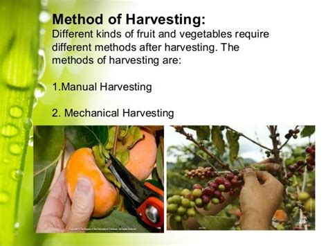 Lecture 3 Fruits And Vegetables Harvesting