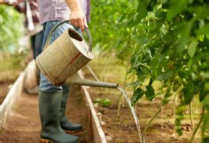 Secrets To Watering Vegetable Plants And Flowers