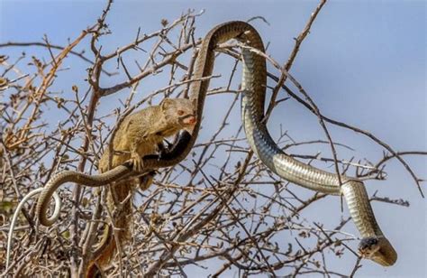 Mongoose Takes Down A Snake And Eats Him For Lunch 8 Pics
