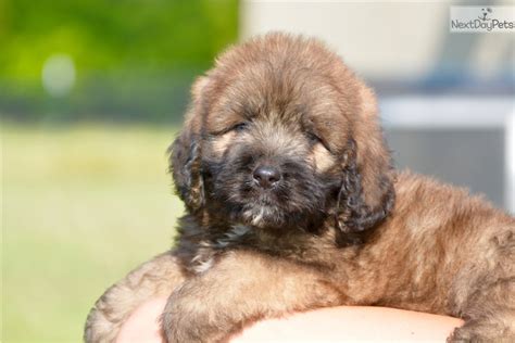 We will be having a puppy picking day at 5. Saint Berdoodle - St. Berdoodle puppy for sale near Dallas / Fort Worth, Texas. | 93e4699a-fbe1